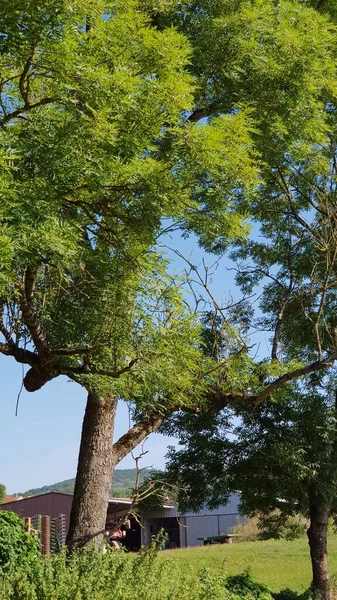 ARBRES TÜRKÇE, BM BLEU SANS 'IN BÜYÜK GÜVENLERİ GÖREVİYOR.