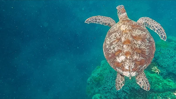 Schnorcheln Großen Barriereriff Mit Den Korallen Und Schildkröten Blauen Wasser — Stockfoto