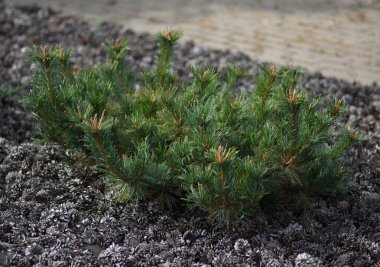 Pinus pumila Pinaceae ailesinden 'Jeddeloh'