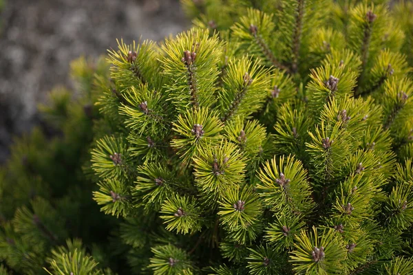 Pinus Mugo Ophir ของตระก Pinaceae — ภาพถ่ายสต็อก
