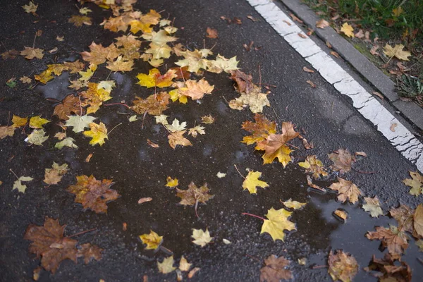 Yellow Leaves Puddle — Stock Photo, Image