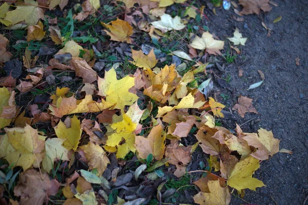 Желтый Клен Листья Земле — стоковое фото