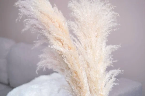 Pampas Grama Vaso Vidro Vermelho Ficar Chão Perto Sofá Cortaderia — Fotografia de Stock