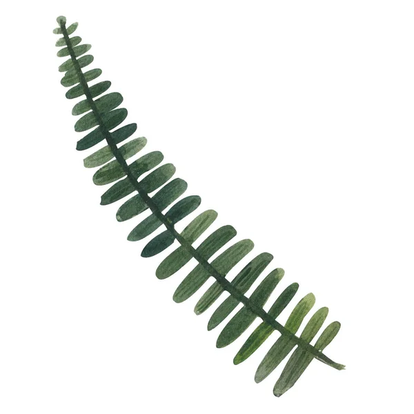 Акварель изолированная иллюстрация зеленого листа поля. Ботаническая иллюстрация — стоковое фото