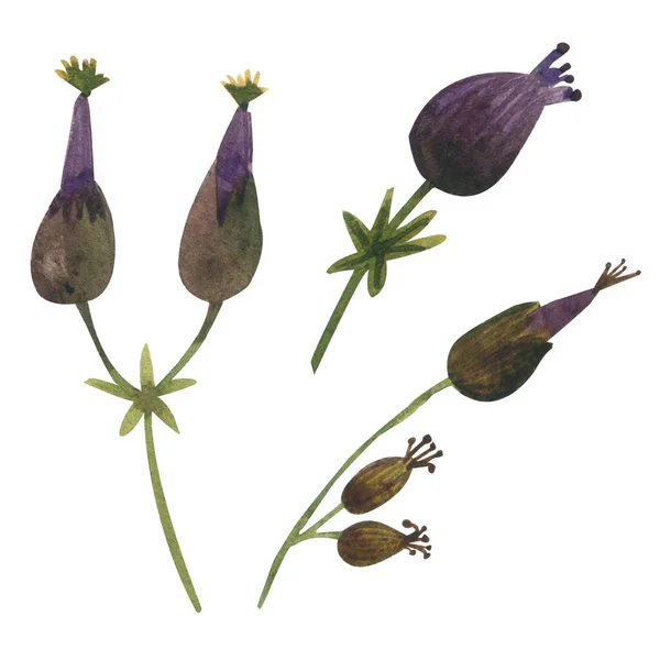 Akvarel ilustrace izolovaných divokých květin. Botanická ilustrace — Stock fotografie