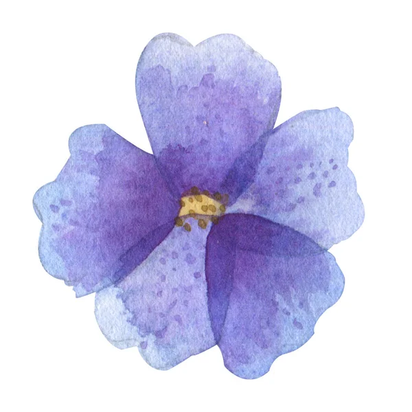 Ilustração aquarela de flor de campo selvagem isolado. Ilustração botânica — Fotografia de Stock