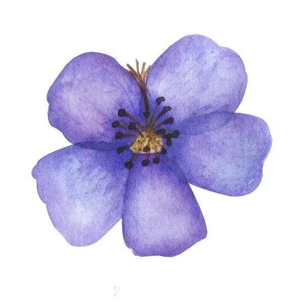 Ilustração aquarela de flor de campo selvagem isolado. Ilustração botânica — Fotografia de Stock