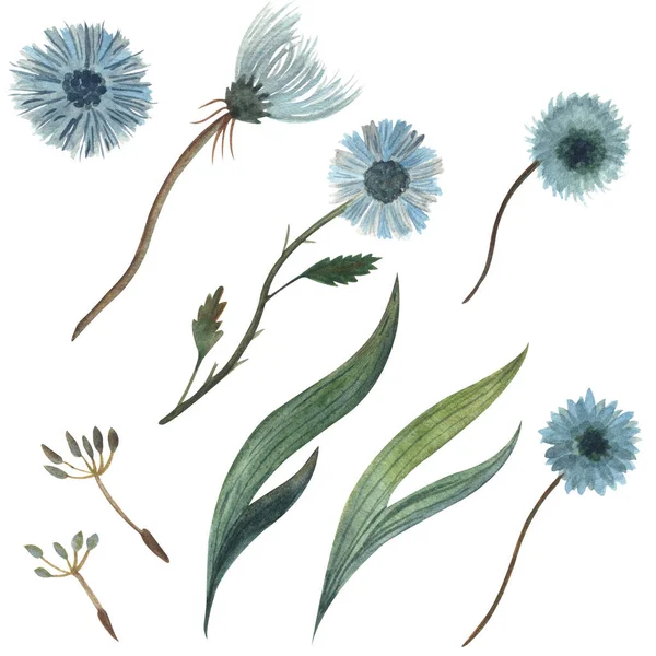 Conjunto aquarela de ilustração de uma camomila azul com um tronco verde e folhas, plantas voadoras fofas. Fundo branco — Fotografia de Stock