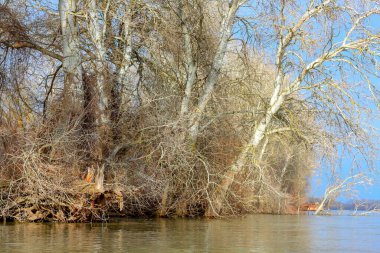 Yapraksız kavak ağaçları ve Tuna nehrinin kıyısında çıplak kökler. Nehirde sonbahar manzarası