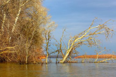 Güneşli bir günde Tuna nehrine düşen kavak ağacıyla sonbahar manzarası