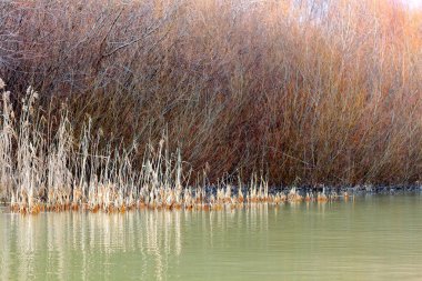 Tuna nehrinin kıyısında sonbahar ağaçları ve açık bir sonbahar gününde (sazlıklar) sonbahar manzarası