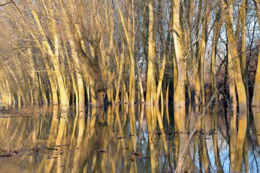 Güneşli bir günde Tuna Nehri 'nin sularında duran kavak ağaçları (ağaç gövdeleri) sakin bir bahar günü taşar. Sudaki ağaç gövdelerinin yansıması
