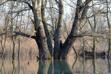 Güneşli bir günde Tuna Nehri 'nin sularında duran kavak ağaçları (ağaç gövdeleri) sakin bir bahar günü taşar. Sudaki ağaç gövdelerinin yansıması