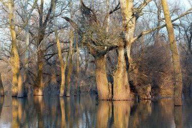 Güneşli bir günde Tuna Nehri 'nin sularında duran kavak ağaçları (ağaç gövdeleri) sakin bir bahar günü taşar. Sudaki ağaç gövdelerinin yansıması