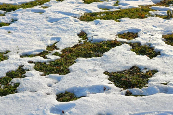 Textuur Van Sneeuw Het Gras — Stockfoto