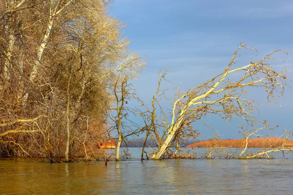 Güneşli bir günde Tuna nehrine düşen kavak ağacıyla sonbahar manzarası