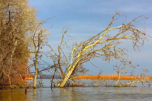 Güneşli bir günde Tuna nehrine düşen kavak ağacıyla sonbahar manzarası