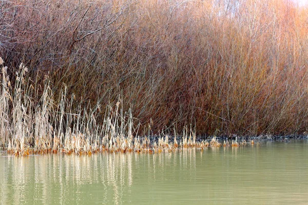 Tuna nehrinin kıyısında sonbahar ağaçları ve açık bir sonbahar gününde (sazlıklar) sonbahar manzarası