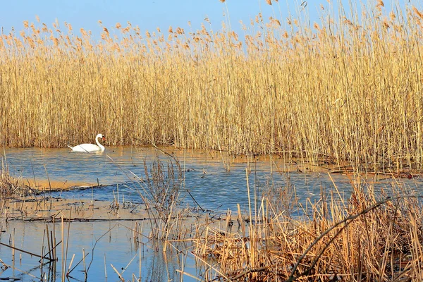 Cygne Dans Lac Début Printemps Sur Fond Scirpe Sèche — Photo