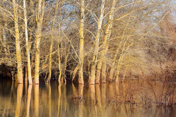 Güneşli bir günde Tuna Nehri 'nin sularında duran kavak ağaçları (ağaç gövdeleri) sakin bir bahar günü taşar. Sudaki ağaç gövdelerinin yansıması