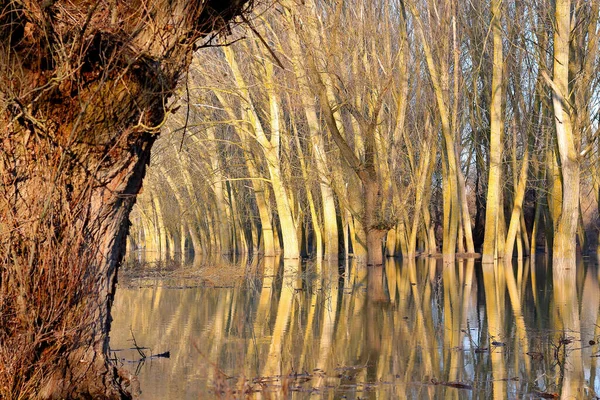 Poplární Stromy Kmeny Stromů Stojící Vodě Dunaje Během Jarních Záplav — Stock fotografie