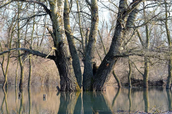 Poplární Stromy Kmeny Stromů Stojící Vodě Dunaje Během Jarních Záplav — Stock fotografie