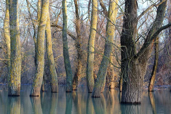 Poplar Δέντρα Κορμοί Δέντρων Στέκεται Στο Νερό Του Ποταμού Δούναβη — Φωτογραφία Αρχείου