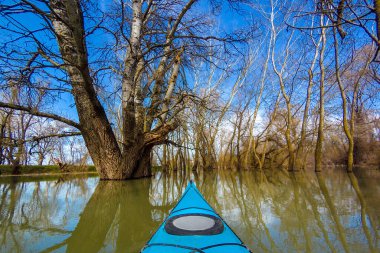 Tuna Nehri 'nin yüksek sularındaki sel basmış ağaçların arasında vahşi bir ormanda kano kullanmak. Mavi kanonun pruvasından bak