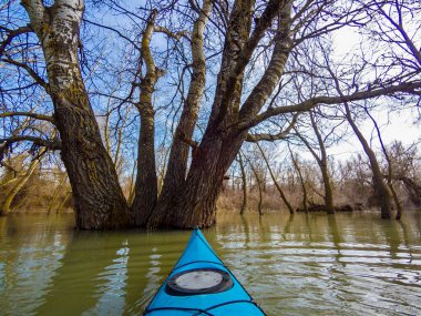 Tuna Nehri 'nin yüksek sularındaki sel basmış ağaçların arasında vahşi bir ormanda kano kullanmak. Mavi kanonun pruvasından bak