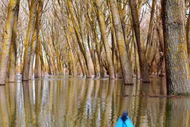 Tuna Nehri 'ndeki yüksek kaynak suları sırasında sel basmış ağaçlardaki mavi kanonun pruvasından görüntü. Sel basmış ağaçların arasında vahşi bir ormanda kano kullanmak..