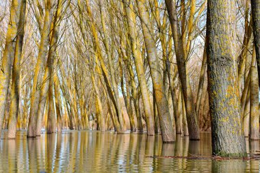 Bir bahar günü Tuna Nehri 'nin yüksek sularında duran kavak ağaçları (ağaç gövdeleri) sakin bir günde sel baskınına uğrarlar. Sudaki ağaç gövdelerinin yansıması