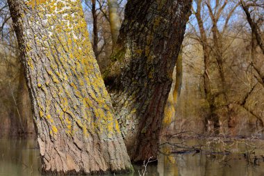 Bir bahar günü Tuna Nehri 'nin yüksek sularında duran kavak ağaçları (ağaç gövdeleri) sakin bir günde sel baskınına uğrarlar. Sudaki ağaç gövdelerinin yansıması