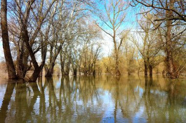 Tuna Nehri 'nin yüksek sularında duran ağaçlar (ağaç gövdeleri) sakin bir günde sel baskınları sırasında. Sudaki ağaç gövdelerinin yansıması