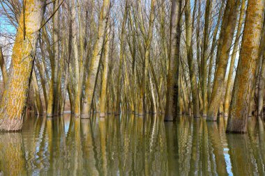 Bir bahar günü Tuna Nehri 'nin yüksek sularında duran kavak ağaçları (ağaç gövdeleri) sakin bir günde sel baskınına uğrarlar. Sudaki ağaç gövdelerinin yansıması