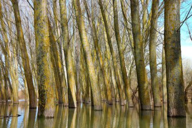 Bir bahar günü Tuna Nehri 'nin yüksek sularında duran kavak ağaçları (ağaç gövdeleri) sakin bir günde sel baskınına uğrarlar. Sudaki ağaç gövdelerinin yansıması