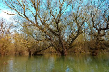 Tree (tree trunks) standing in high water of Danube river during a spring floods on a calm day. Reflection of tree trunks in water