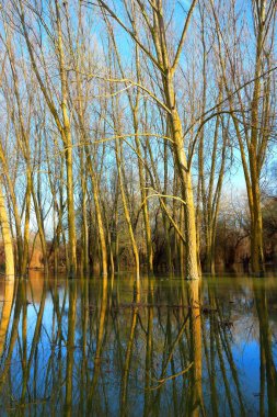 Tuna Nehri 'nin yüksek sularında duran ağaçlar (ağaç gövdeleri) sakin bir günde sel baskınları sırasında. Sudaki ağaç gövdelerinin yansıması