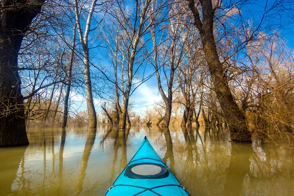 Kayak Una Foresta Selvaggia Tra Gli Alberi Allagati Primavera Acqua — Foto Stock