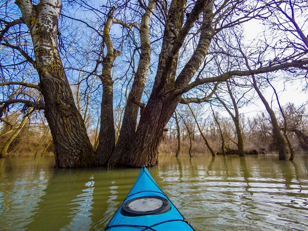Kayaking Wild Forest Flooded Trees Spring High Water Danube River — Stock Photo, Image