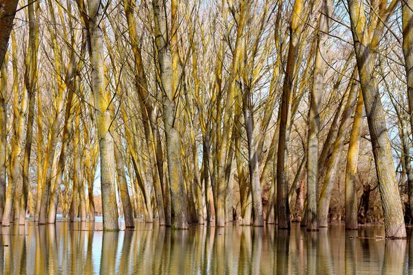 Poplární Stromy Kmeny Stromů Stojící Vysoké Vodě Dunaje Během Jarních — Stock fotografie