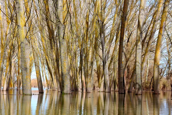 Bir bahar günü Tuna Nehri 'nin yüksek sularında duran kavak ağaçları (ağaç gövdeleri) sakin bir günde sel baskınına uğrarlar. Sudaki ağaç gövdelerinin yansıması