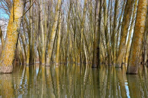 Poplární Stromy Kmeny Stromů Stojící Vysoké Vodě Dunaje Během Jarních — Stock fotografie