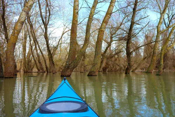 ドナウ川の春の高水の間に浸水した木の上の青いカヤックの弓からの眺め 浸水した木々の間の野生の森でカヤック — ストック写真