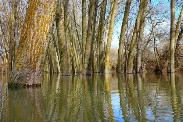 Bir bahar günü Tuna Nehri 'nin yüksek sularında duran kavak ağaçları (ağaç gövdeleri) sakin bir günde sel baskınına uğrarlar. Sudaki ağaç gövdelerinin yansıması