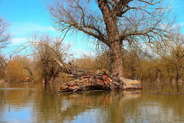 Suyun içinde büyük bir akıntı var. Bahar seli sırasında nehirde kurumuş devrilmiş ağaç. Tuna Nehri 'nin sonbahar ya da bahar manzarası.