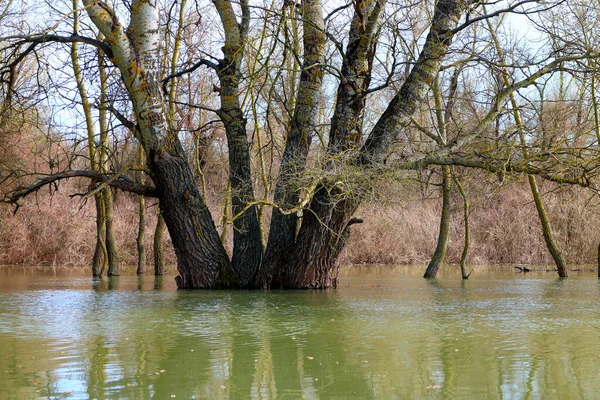 Tree (tree trunks) standing in high water of Danube river during a spring floods on a calm day. Reflection of tree trunks in water