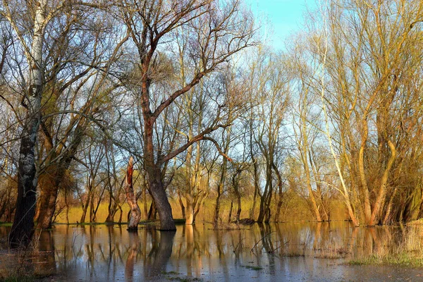 Tuna Nehri 'nin yüksek sularında duran ağaçlar (ağaç gövdeleri) sakin bir günde sel baskınları sırasında. Sudaki ağaç gövdelerinin yansıması