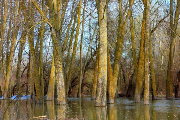 Stromy Kmeny Stromů Stojící Vysoké Vodě Dunaje Během Jarních Záplav — Stock fotografie