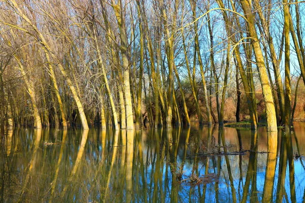 Tuna Nehri 'nin yüksek sularında duran ağaçlar (ağaç gövdeleri) sakin bir günde sel baskınları sırasında. Sudaki ağaç gövdelerinin yansıması