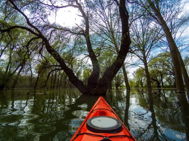 Ağaçların arasındaki sel basmış ormanda kano yapmak. Tuna Nehri 'ndeki yüksek kaynak suları sırasında su basmış ağaçlardaki kırmızı kanonun pruvasından manzara. Tuna nehri, bahar kanosu. Kanonun pruvasında seçici odaklanma.